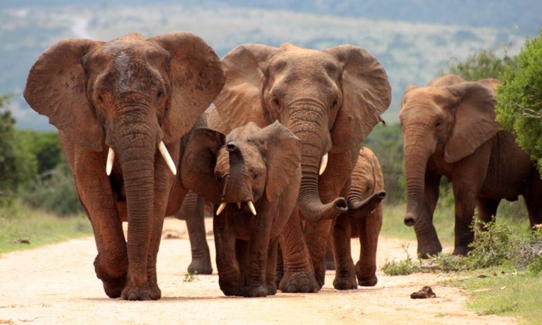 Bocvana želi ubijati slonove i od njih praviti hranu za kućne ljubimce